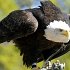 Eagle1