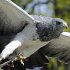 Hawk1