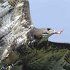 Hawk2
