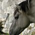 Horse2