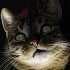 HousCat2