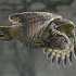 Owl1