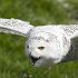 Owl2