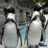 Penguins